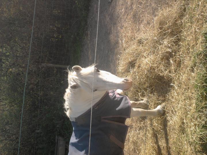 snowy eating his hay snowy eating his hay